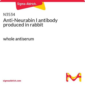 Anti-Neurabin I antibody produced in rabbit whole antiserum