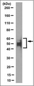 Anti-Tau (4-repeat isoform RD4) Antibody, clone 7D12.1 clone 7D12.1, from mouse