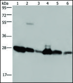 Anti-MOB1A antibody produced in rabbit affinity isolated antibody