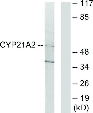 Anti-Cytochrome P450 21A2 antibody produced in rabbit affinity isolated antibody