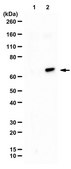 Anti-phospho-SIN1 (Thr86) from rabbit, purified by affinity chromatography