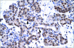 Anti-MyF6 antibody produced in rabbit affinity isolated antibody