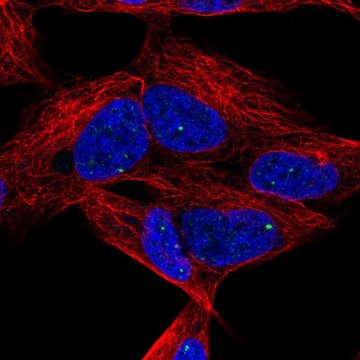 Anti-DLX6 antibody produced in rabbit Prestige Antibodies&#174; Powered by Atlas Antibodies, affinity isolated antibody