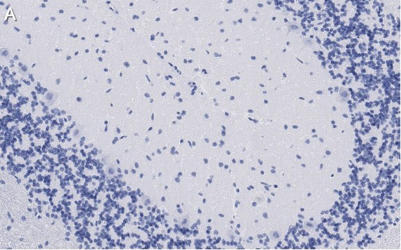 Anti-GluR1 Antibody, clone 1C11, ZooMAb&#174; Rabbit Monoclonal recombinant, expressed in HEK 293 cells