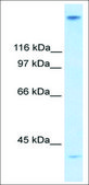 Anti-ZNF318 antibody produced in rabbit affinity isolated antibody