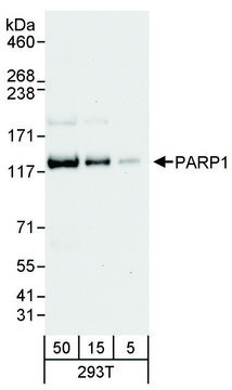 Rabbit anti-PARP1 Antibody, Affinity Purified Powered by Bethyl Laboratories, Inc.