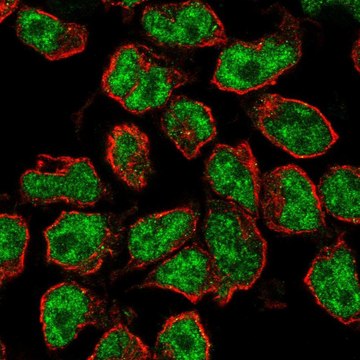 Anti-Rfx5 Antibody Produced In Rabbit Prestige Antibodies&#174; Powered by Atlas Antibodies, affinity isolated antibody, buffered aqueous glycerol solution