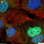 Anti-m6A Antibody, clone 17-3-4-1 ZooMAb® Mouse Monoclonal recombinant, expressed in HEK 293 cells