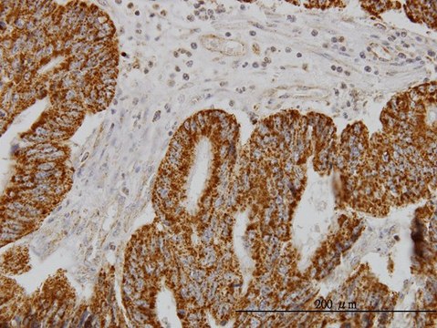 Monoclonal Anti-SH3BP5 antibody produced in mouse clone 2B3, purified immunoglobulin, buffered aqueous solution