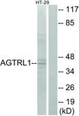 Anti-AGTRL1 antibody produced in rabbit affinity isolated antibody