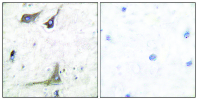 Anti-COX1 antibody produced in rabbit affinity isolated antibody