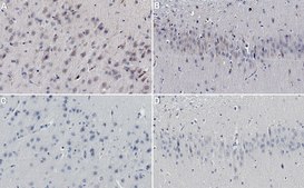 Anti-P2X4 receptor Antibody, clone 12-10H