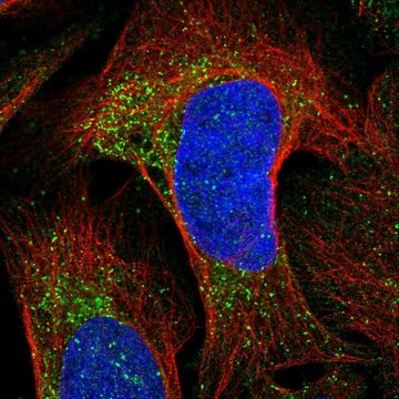 Anti-CKLF antibody produced in rabbit Prestige Antibodies&#174; Powered by Atlas Antibodies, affinity isolated antibody