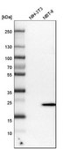 Anti-FAM213A antibody produced in rabbit Prestige Antibodies® Powered by Atlas Antibodies, affinity isolated antibody, buffered aqueous glycerol solution