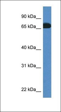 Anti-PROS1 antibody produced in rabbit affinity isolated antibody