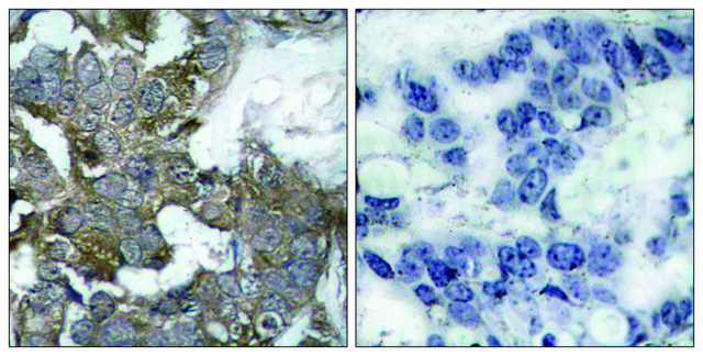 抗-I&#954;B-&#945; 兔抗 affinity isolated antibody