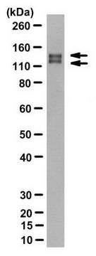 Anti-EGFRvIII Antibody, clone DH8.3 clone DH8.3, from mouse