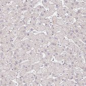 Anti-EHF antibody produced in rabbit Prestige Antibodies® Powered by Atlas Antibodies, affinity isolated antibody, buffered aqueous glycerol solution