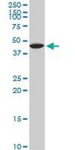 Monoclonal Anti-KLF10 antibody produced in mouse clone 4G9, purified immunoglobulin, buffered aqueous solution
