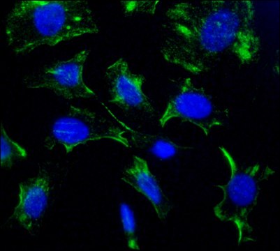 Monoclonal Anti-Caveolin-1 antibody produced in mouse clone CAV1, tissue culture supernatant