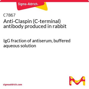 Anti-claspin (C-terminal) 兔抗 IgG fraction of antiserum, buffered aqueous solution