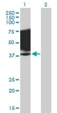 Anti-SLAMF1 antibody produced in mouse purified immunoglobulin, buffered aqueous solution