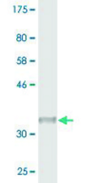 Monoclonal Anti-SNRPG antibody produced in mouse clone 2F1-1F12, purified immunoglobulin, buffered aqueous solution