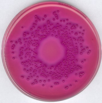 GranuCult&#174; VRBD（紫红胆汁葡萄糖）琼脂 acc. EP, USP, JP and ISO 21528, For the detection and enumeration of Enterobacteriaceae