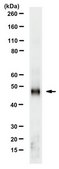 Anti-Adenosylhomocysteinase (AHCY) from rabbit, purified by affinity chromatography