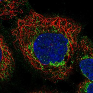 Anti-APOL3 antibody produced in rabbit Prestige Antibodies&#174; Powered by Atlas Antibodies, affinity isolated antibody