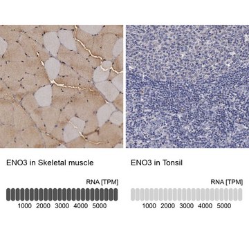 Anti-ENO3 antibody produced in rabbit Prestige Antibodies&#174; Powered by Atlas Antibodies, affinity isolated antibody, buffered aqueous glycerol solution