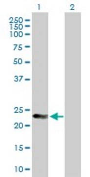 Anti-MAD2L2 antibody produced in mouse purified immunoglobulin, buffered aqueous solution