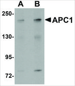 Anti-APC1 antibody produced in rabbit affinity isolated antibody, buffered aqueous solution
