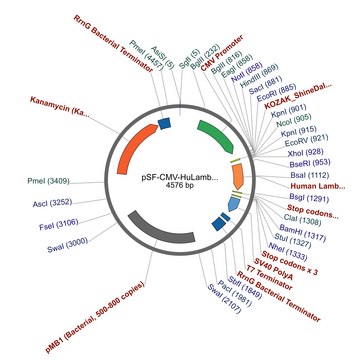 PSF-CMV-HULAMBDA LC - HUMAN LAMBDA LIGHT CHAIN ANTIBODY VECTOR plasmid vector for molecular cloning