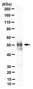 Anti-IRF-9 Antibody, clone 6F1-H5 clone 6F1-H5, from mouse