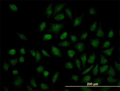 Monoclonal Anti-NR1H4, (C-terminal) antibody produced in mouse clone 1B10, purified immunoglobulin, buffered aqueous solution