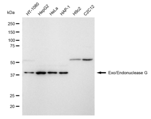 KD-Validated Anti Exo/Endonuclease G Antibody, clone 23GB1370, Rabbit Monoclonal clone 23GB1370, recombinant rabbit monoclonal, expressed in HEK293 cells