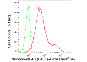 KD-Validated Anti-phospho-eIF4B (Ser406) Antibody, clone 23GB3905, Rabbit Monoclonal clone 23GB3905, recombinant rabbit monoclonal, expressed in HEK293 cells