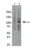Anti-HIF1A affinity isolated antibody