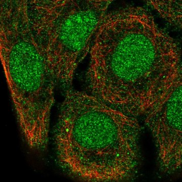 Anti-SH3D21 antibody produced in rabbit Prestige Antibodies&#174; Powered by Atlas Antibodies, affinity isolated antibody