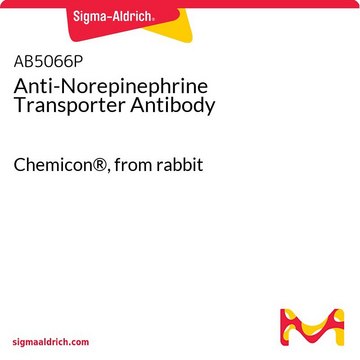 Anti-Norepinephrine Transporter Antibody Chemicon&#174;, from rabbit