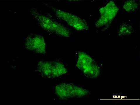 ANTI-EIF2AK2 antibody produced in mouse clone 2C2, purified immunoglobulin, buffered aqueous solution