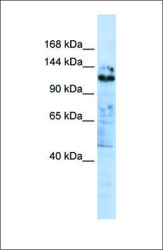 Anti-ZNF451 affinity isolated antibody