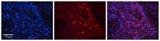 抗-SIRT1 兔抗 affinity isolated antibody