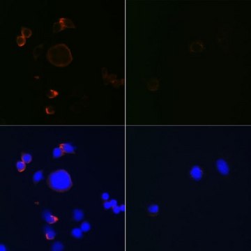 Anti- active + pro Caspase-3 antibody produced in rabbit