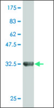 Monoclonal Anti-ZNF85 antibody produced in mouse clone 4D12, purified immunoglobulin, buffered aqueous solution