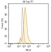 Anti-ApoE Antibody, clone 3N14 ZooMAb® Rabbit Monoclonal recombinant, expressed in HEK 293 cells