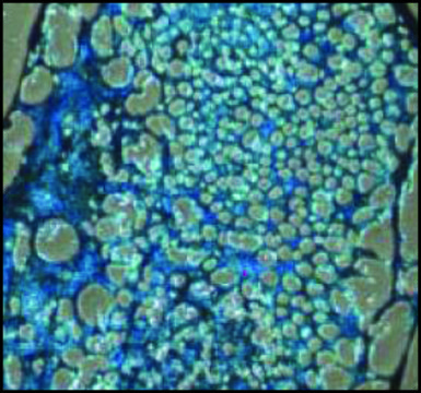 ChondroMAX Differentiation Medium