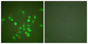 Anti-PML antibody produced in rabbit affinity isolated antibody