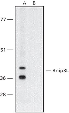 Anti-Nix antibody produced in rabbit 1&#160;mg/mL, affinity isolated antibody, buffered aqueous solution